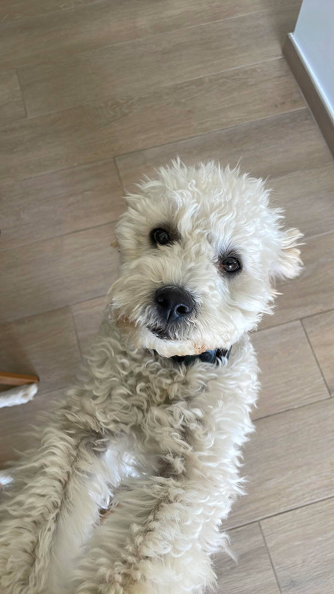 Abricot a rejoint le concours — aidez-le/la à gagner de superbes lots ! canidae, carnivore, companion_dog, dog, dog_breed, dog_collar, flooring, fur, hardwood, labradoodle, maltepoo, small_terrier, snout, sporting_group, terrier, toy_dog, water_dog, wood, wood_stain, working_animal