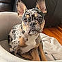 dog, french_bulldog, merle, brindle, pet, puppy, upright_ears, big_eyes, short_muzzle, dog_bed, blanket, couch, indoor, wooden_floor, close_up, portrait, sitting, cozy, adorable, spot_pattern