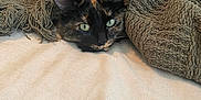 Amelia is registered to the contest to win money with this photo: cat, tortoiseshell, blanket, bed, cozy, green, texture, fur, pet, animal, resting, indoor, cute, eyes, whiskers, soft, sleepy, wrapped, comfort, nap