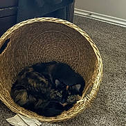 Amelia joined the competition — help win amazing prizes! cat, basket, indoor, carpet, tortoiseshell_cat, curled_up, cozy, pet, feline, green_eyes, woven, texture, floor, home, relaxing, animal, fur, resting, curious, soft_lighting