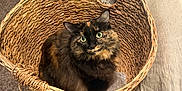 Amelia is registered to the contest to win money with this photo: animal, basket, bed, carpet, cat, checkered_pattern, cozy, curious, floor, fluffy, furniture, green_eyes, home, indoor, looking_up, pet, pet_house, tortoiseshell_cat, wooden_stool, woven_basket