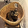 Amelia is registered to the contest to win money with this photo: cat, tortoiseshell_cat, basket, woven_basket, wooden_stool, carpet, indoor, furniture, pet_house, checkered_pattern, curious, green_eyes, fluffy, cozy, animal, pet, looking_up, home, floor, bed