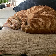 Morris joined the competition — help win amazing prizes! cat, orange_tabby, feline, pet, indoor, couch, pillows, plant, relaxing, lounging, fur, striped, tail, whiskers, home, cozy, nap, window, daylight, comfortable