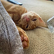 Morris joined the competition — help win amazing prizes! blanket, cat, closeup, couch, cozy, feline, home, indoor, lazy, orange_tabby, paw, pet, pink_nose, relaxing, remote_control, resting, sleeping, soft, texture, whiskers