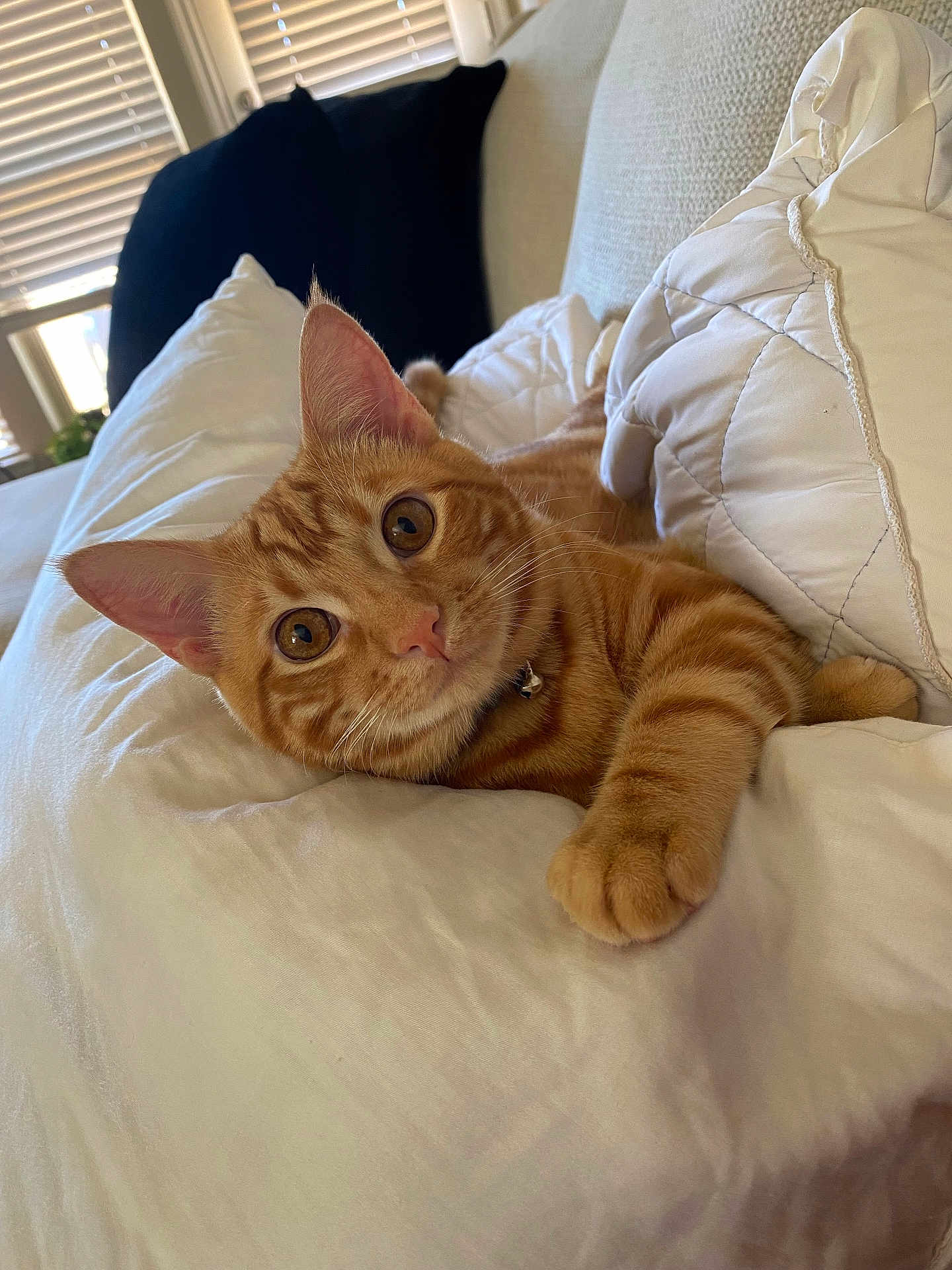 Morris is registered to the contest to win money with this photo: cat, orange_tabby, pet, indoor, pillow, blanket, cozy, curious, wide_eyes, whiskers, fur, relaxed, feline, domestic_cat, close_up, resting, window, natural_light, comfortable, soft_fabric