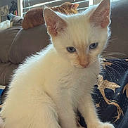 Ash joined the competition — help win amazing prizes! kitten, cat, white_cat, blue_eyes, sitting, couch, window, blinds, indoor, pet, feline, fur, animal, relaxing, background, orange_cat, gray_cat, home, cozy, cute