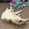 animal, blanket, blue_eyes, carpet, cat, cozy, curious, domestic, feline, fluffy, fur, gray, home, indoor, lying_down, pet, relaxed, soft, tail, white