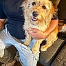 Rex joined the competition — help win amazing prizes! dog, person, lap, couch, indoor, casual_clothing, sweatpants, black_shirt, brown_dog, scruffy_fur, happy, pet, seated, home, cozy, cushions, smiling, looking_up, furry, relaxed