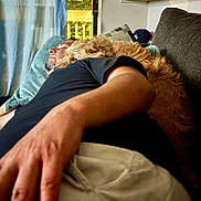 Rex joined the competition — help win amazing prizes! man, dog, couch, nap, indoor, window, pillow, blanket, relaxation, sleeping, furniture, curtain, human, pet, companion, cozy, casual_clothing, beard, arm, home