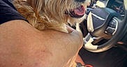 Rex joined the competition — help win amazing prizes! dog, person, arm, car_interior, steering_wheel, sunlight, window, greenery, seat, bottle, red_cable, happy, pet, fur, closeup, daylight, smiling, hand, casual, drive
