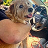 dog, person, arm, car_interior, steering_wheel, sunlight, window, greenery, seat, bottle, red_cable, happy, pet, fur, closeup, daylight, smiling, hand, casual, drive