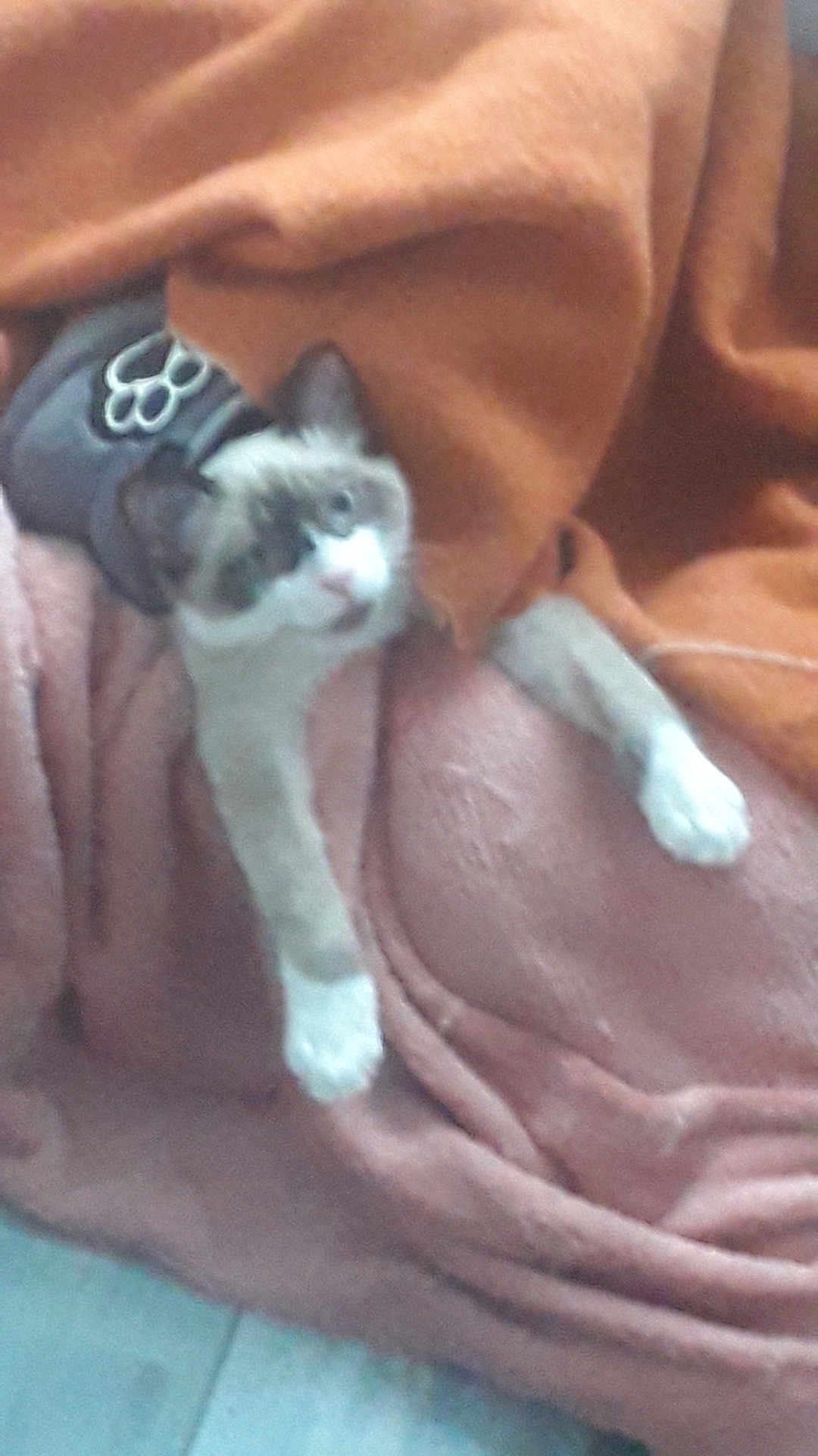 Tina a rejoint le concours — aidez-le/la à gagner de superbes lots ! cat, blanket, orange, pink, stretching, fur, indoor, cozy, animal, pet, relaxed, soft, cute, feline, resting, curious, paws, laying, comfort, warm