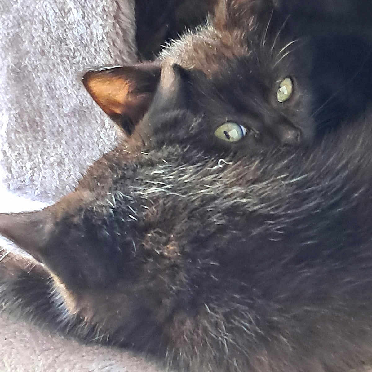 Monique Patruno participe au concours pour gagner de l'argent avec cette photo : animal, black_cat, blanket, cat, closeup, companion, cozy, curled_up, cute, ears, eyes, feline, fur, indoor, nap, pet, resting, sleeping, soft, two_cats