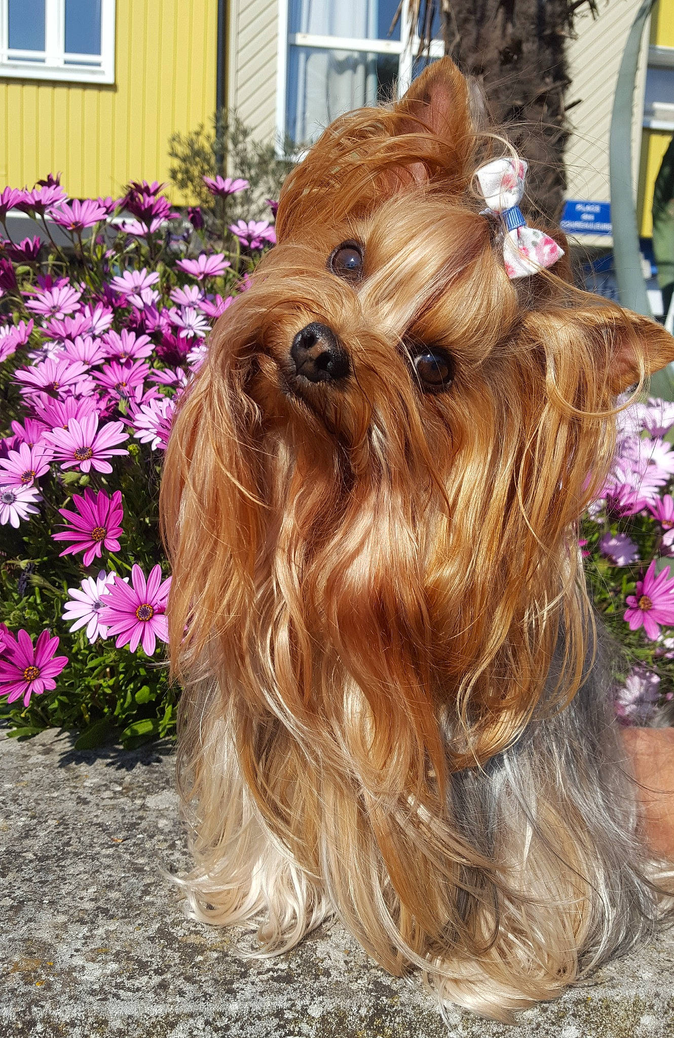 Lila participe au concours pour gagner de l'argent avec cette photo : annual_plant, carnivore, collar, companion_dog, dog, dog_breed, dog_collar, dog_supply, fashion_accessory, fawn, flower, fur, liver, petal, plant, snout, sporting_group, toy_dog, window, working_animal