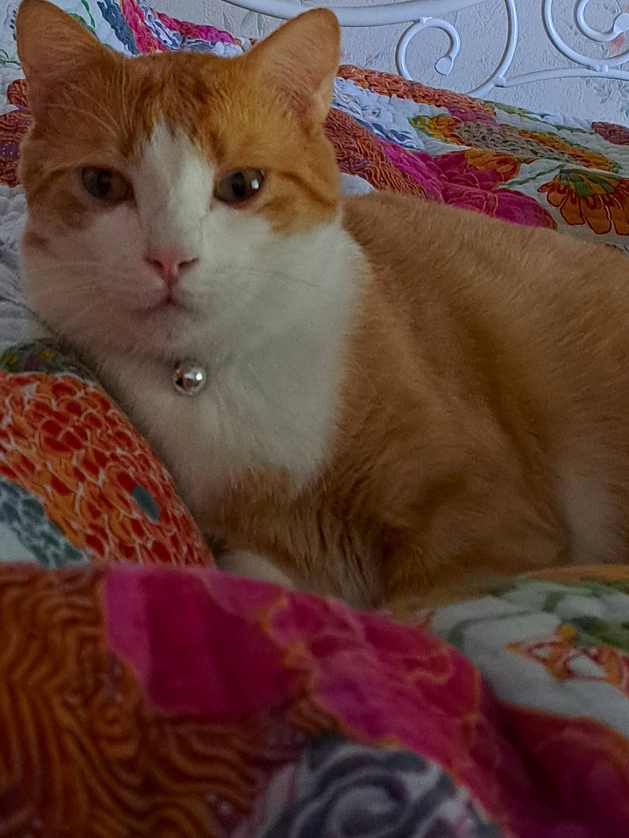 Pacha participe au concours pour gagner de l'argent avec cette photo : carnivore, cat, cat_supply, collar, comfort, domestic_short_haired_cat, fawn, felidae, fur, linens, magenta, pattern, paw, pet_supply, pink, small_to_medium_sized_cats, tail, textile, whiskers, window