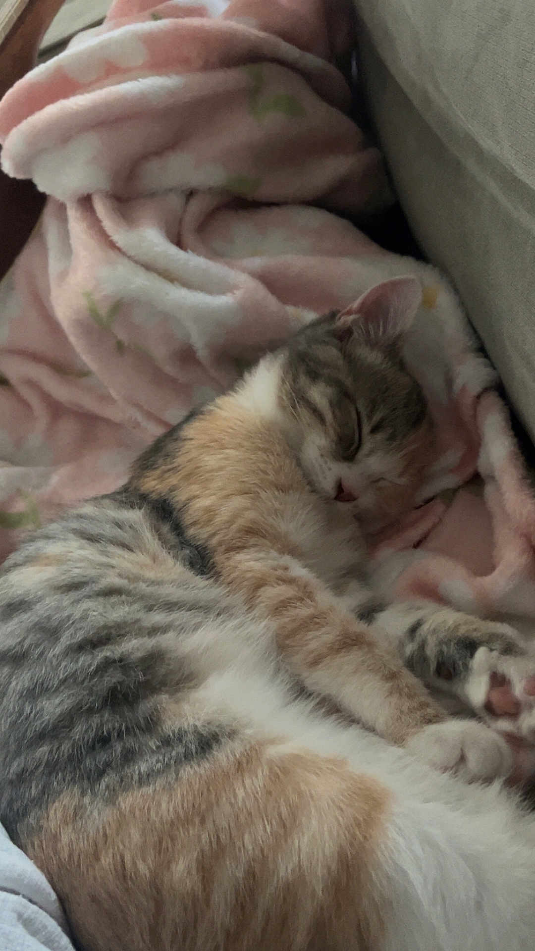 Mew participe au concours pour gagner de l'argent avec cette photo : cat, sleeping_cat, blanket, sofa, pet, feline, fur, cute, cozy, napping, tabby, calico, indoor, close_up, paw, ear, couch, resting, soft, pink_patterned_blanket