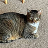 Buddy is registered to the contest to win money with this photo: animal, carpet, cat, close_up, cozy, cute, domestic_cat, feline, fur, green_eyes, household, indoor, laying_down, mammal, pet, relaxed, resting, striped, tabby, whiskers