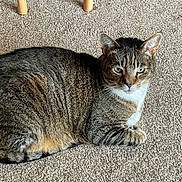 Buddy is registered to the contest to win money with this photo: animal, calm, carpet, cat, close_up, cute, domestic_cat, feline, floor, green_eyes, home, indoor, looking_at_camera, pet, relaxed, resting, striped_fur, tabby_cat, white_chest, wooden_chair_leg
