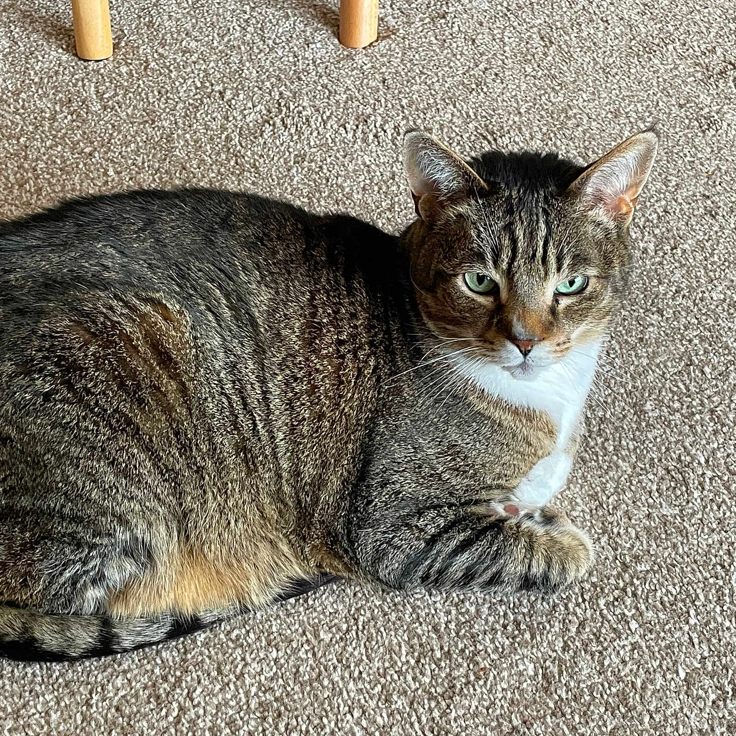 Buddy