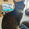 animal, brown, carpet, cat, cozy, curtains, domestic_cat, furniture, green_eyes, home, indoor, lap, living_room, looking, person, pet, sitting, tabby_cat, television, window