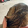 Buddy joined the competition — help win amazing prizes! carpet, cat, cozy, electronics, feline, fur, home, indoor, lap, living_room, pet, pink_pants, relaxation, resting, shelf, sleeping, striped, tabby, television, tv_stand