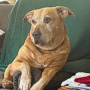 Elly joined the competition — help win amazing prizes! dog, lounge, couch, green_blanket, indoor, wooden_table, papers, red_cloth, plant, relaxed, pet, fur, large_dog, comfort, home, furniture, brown, canine, domestic_animal, resting