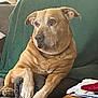 dog, lounge, couch, green_blanket, indoor, wooden_table, papers, red_cloth, plant, relaxed, pet, fur, large_dog, comfort, home, furniture, brown, canine, domestic_animal, resting