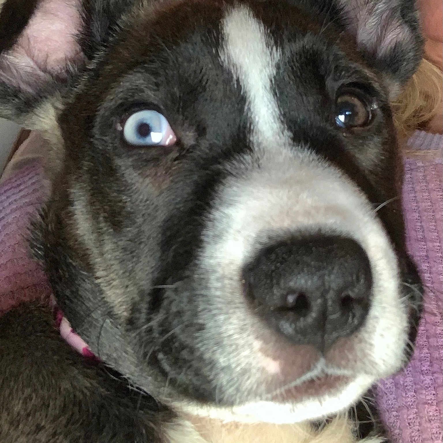 Rebel joined the competition — help win amazing prizes! canidae, carnivore, collar, companion_dog, dog, dog_breed, dog_collar, ear, fawn, fur, giant_dog_breed, non_sporting_group, photography, snout, sporting_group, whiskers, working_animal