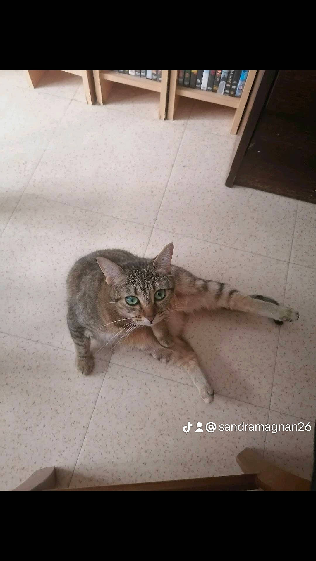 Noisette a rejoint le concours — aidez-le/la à gagner de superbes lots ! carnivore, cat, claw, comfort, domestic_short_haired_cat, felidae, floor, flooring, fur, hardwood, human_leg, paw, photo_caption, sitting, small_to_medium_sized_cats, square, tail, terrestrial_animal, whiskers, wood