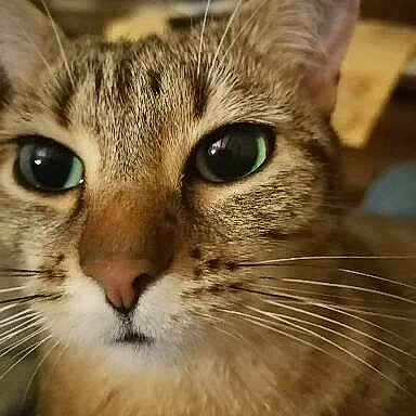 Noisette