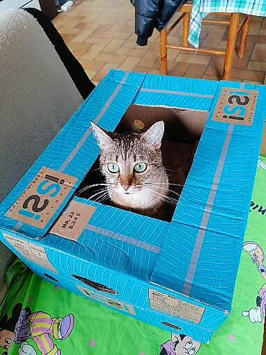 Noisette participe au concours pour gagner de l'argent avec cette photo : bag, blue, box, carnivore, cat, chair, domestic_short_haired_cat, fawn, felidae, flooring, grass, green, linens, luggage_and_bags, puzzle, rectangle, room, small_to_medium_sized_cats, textile, whiskers