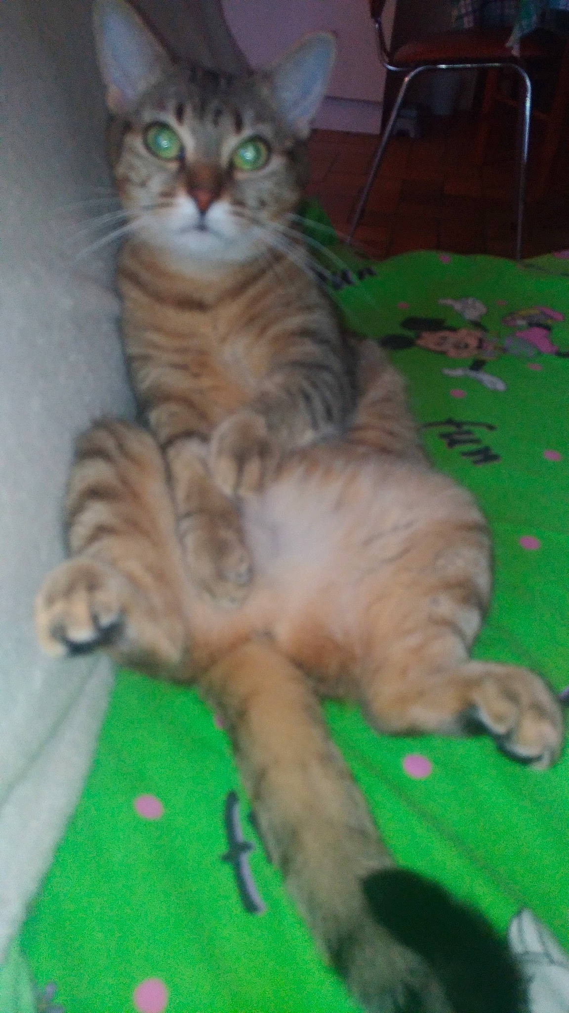 Noisette participe au concours pour gagner de l'argent avec cette photo : carnivore, cat, claw, comfort, domestic_short_haired_cat, fawn, felidae, fur, paw, small_to_medium_sized_cats, snout, tail, terrestrial_animal, whiskers