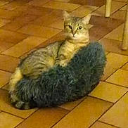 Noisette a rejoint le concours — aidez-le/la à gagner de superbes lots ! alert, animal, bed, cat, curious, domestic_cat, floor, fluffy_bed, fur, furniture_leg, home, indoor, mammal, paws, pet, relaxed, resting, sitting, tile_floor, whiskers