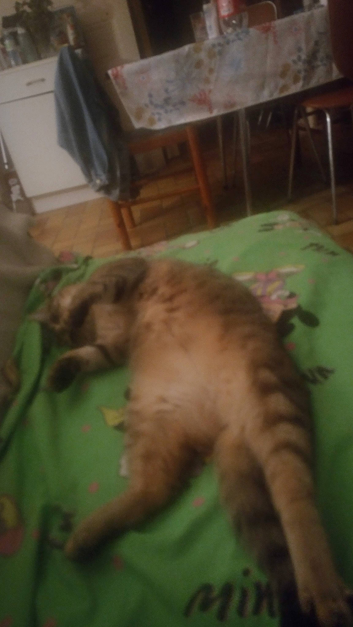 Noisette participe au concours pour gagner de l'argent avec cette photo : canidae, carnivore, cat, chair, comfort, companion_dog, dog_breed, domestic_short_haired_cat, fawn, felidae, flooring, fur, hardwood, small_to_medium_sized_cats, sporting_group, tail, terrestrial_animal, whiskers