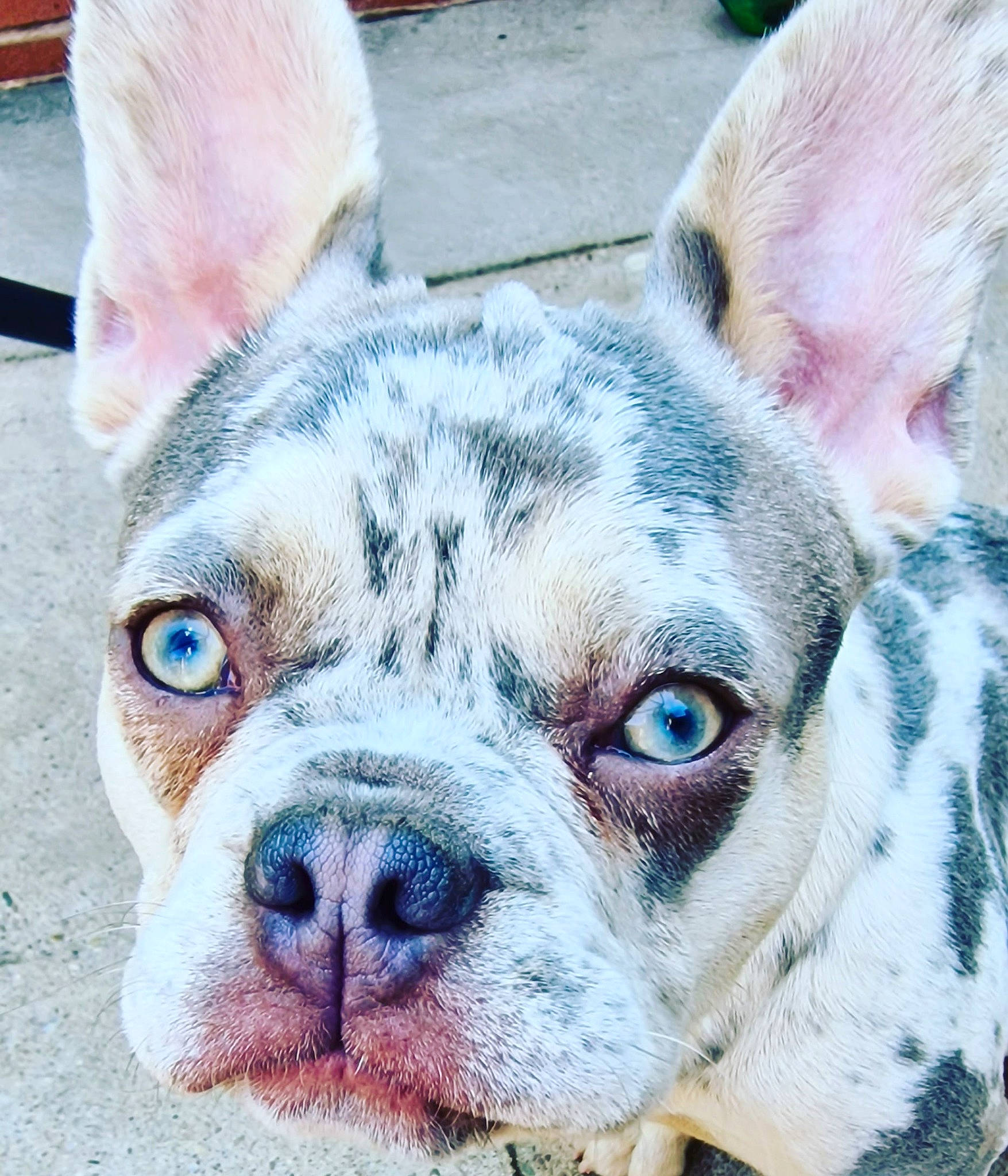 Dior joined the competition — help win amazing prizes! carnivore, close_up, comfort, companion_dog, dog, dog_breed, ear, fawn, fur, non_sporting_group, photography, snout, sporting_group, terrestrial_animal, whiskers, working_animal, wrinkle