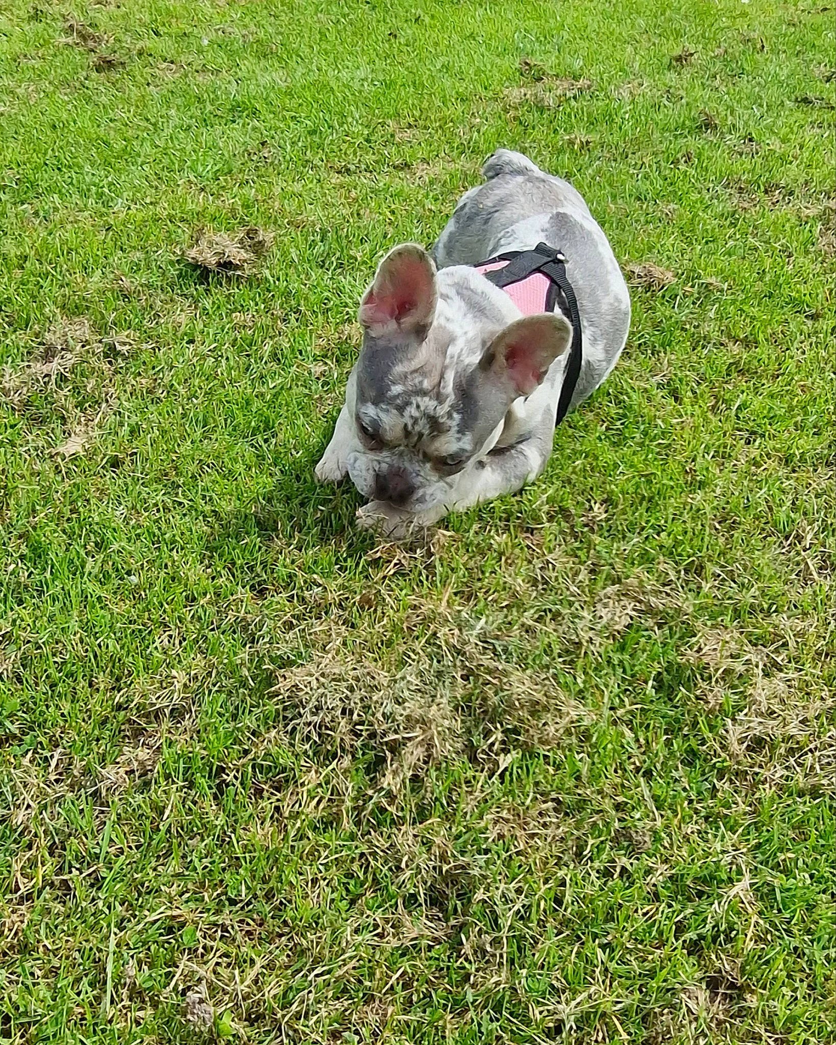 Dior is registered to the contest to win money with this photo: carnivore, cat, companion_dog, dog_breed, domestic_short_haired_cat, fawn, felidae, grass, grassland, groundcover, lawn, pasture, small_to_medium_sized_cats, snout, soil, sporting_group, tail, terrestrial_animal, whiskers, wildlife