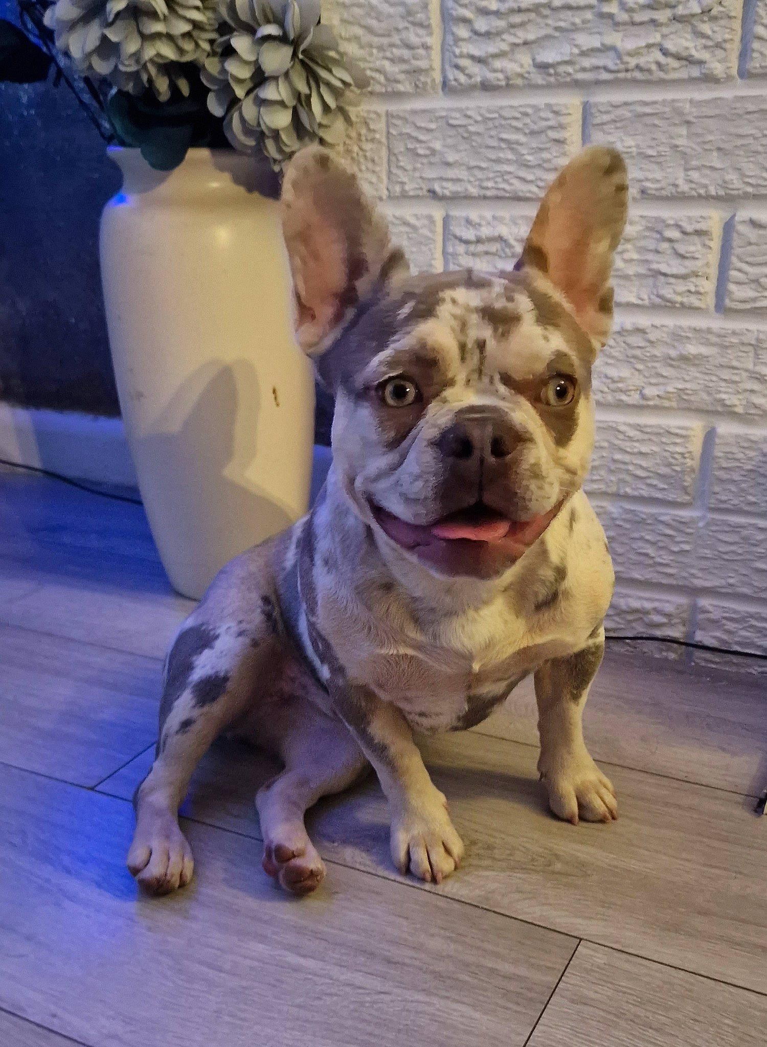 Dior is registered to the contest to win money with this photo: bulldog, canidae, carnivore, companion_dog, dog, dog_breed, dog_collar, fawn, flooring, fur, houseplant, molosser, plant, snout, sporting_group, toy_dog, whiskers, wood, working_animal, wrinkle