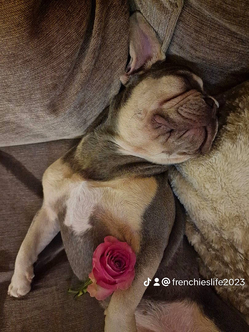 Zena joined the competition — help win amazing prizes! carnivore, comfort, companion_dog, dog, dog_breed, fawn, felidae, flower, fur, grey, hybrid_tea_rose, liver, petal, plant, rose, rose_family, rose_order, terrestrial_animal, whiskers, wrinkle