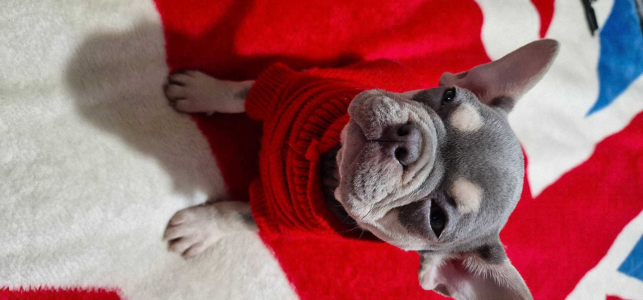 Zena is registered to the contest to win money with this photo: carmine, carnivore, collar, comfort, companion_dog, dog, dog_breed, ear, fur, linens, paw, pet_supply, red, snout, tail, terrestrial_animal, toy_dog, whiskers, working_animal, wrinkle