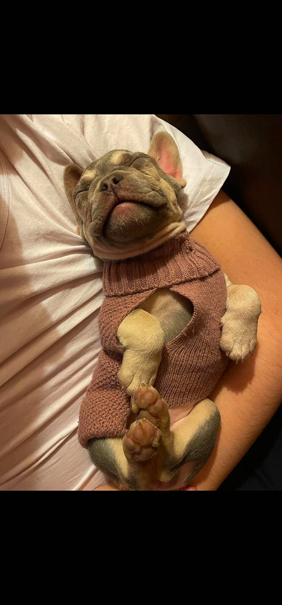 Gypsy joined the competition — help win amazing prizes! art, brown_bear, bulldog, carnivore, comfort, companion_dog, fawn, felidae, fur, gesture, linens, sleeve, small_to_medium_sized_cats, snout, stuffed_toy, teddy_bear, terrestrial_animal, toy, whiskers, wrinkle