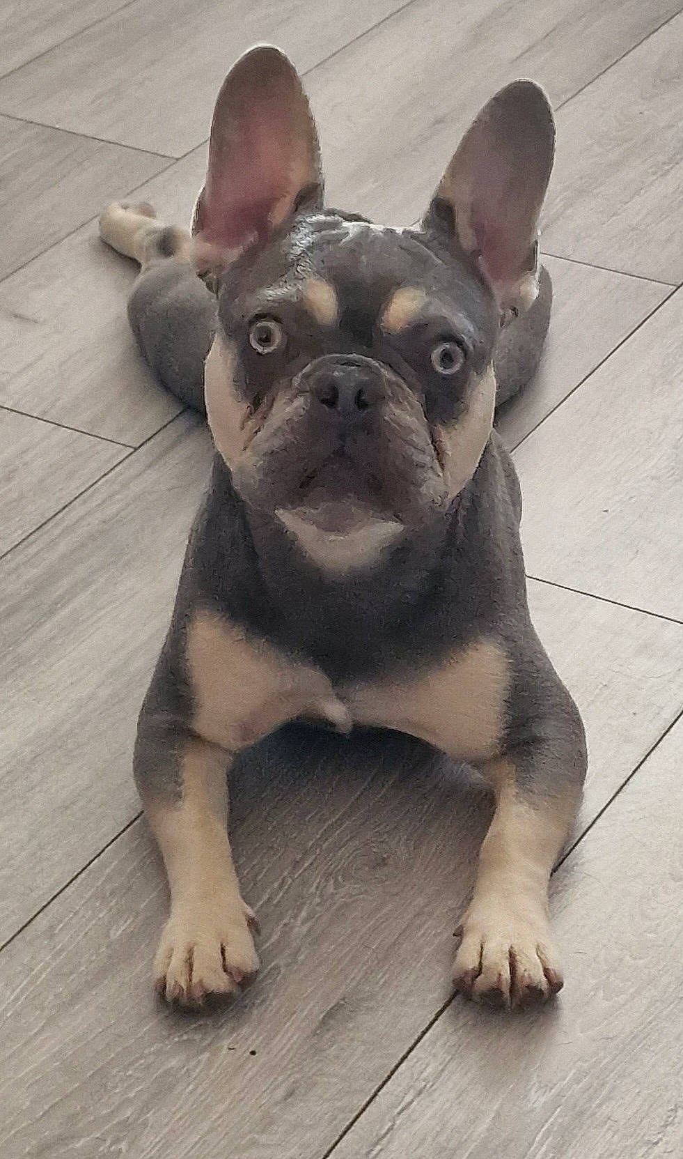 Gypsy is registered to the contest to win money with this photo: bulldog, canidae, carnivore, companion_dog, dog, dog_breed, ear, fawn, flooring, french_bulldog, human_body, molosser, snout, sporting_group, terrestrial_animal, toy_dog, whiskers, wood, working_animal, wrinkle