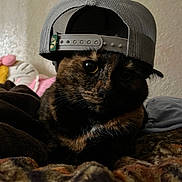 Reeces joined the competition — help win amazing prizes! animal, baseball_cap, black, blanket, brown, cat, closeup, cozy, feline, hat, indoor, orange, pet, plush_toy, portrait, relaxed, resting, soft_lighting, tortoiseshell, wall