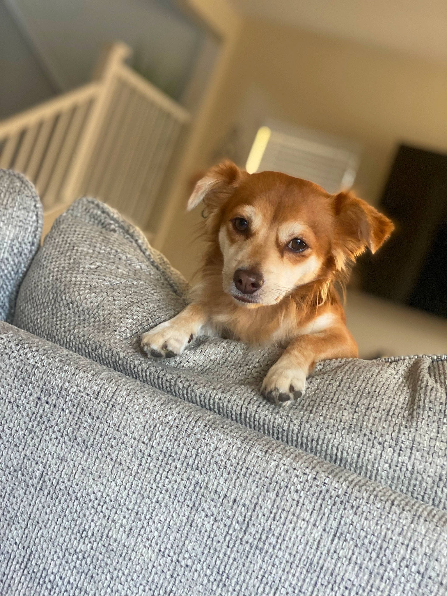Gizmo joined the competition — help win amazing prizes! canidae, carnivore, clock, comfort, companion_dog, couch, desk, dog, dog_breed, dog_supply, fawn, fur, linens, paw, sporting_group, terrestrial_animal, toy_dog, whiskers, wood, woven_fabric