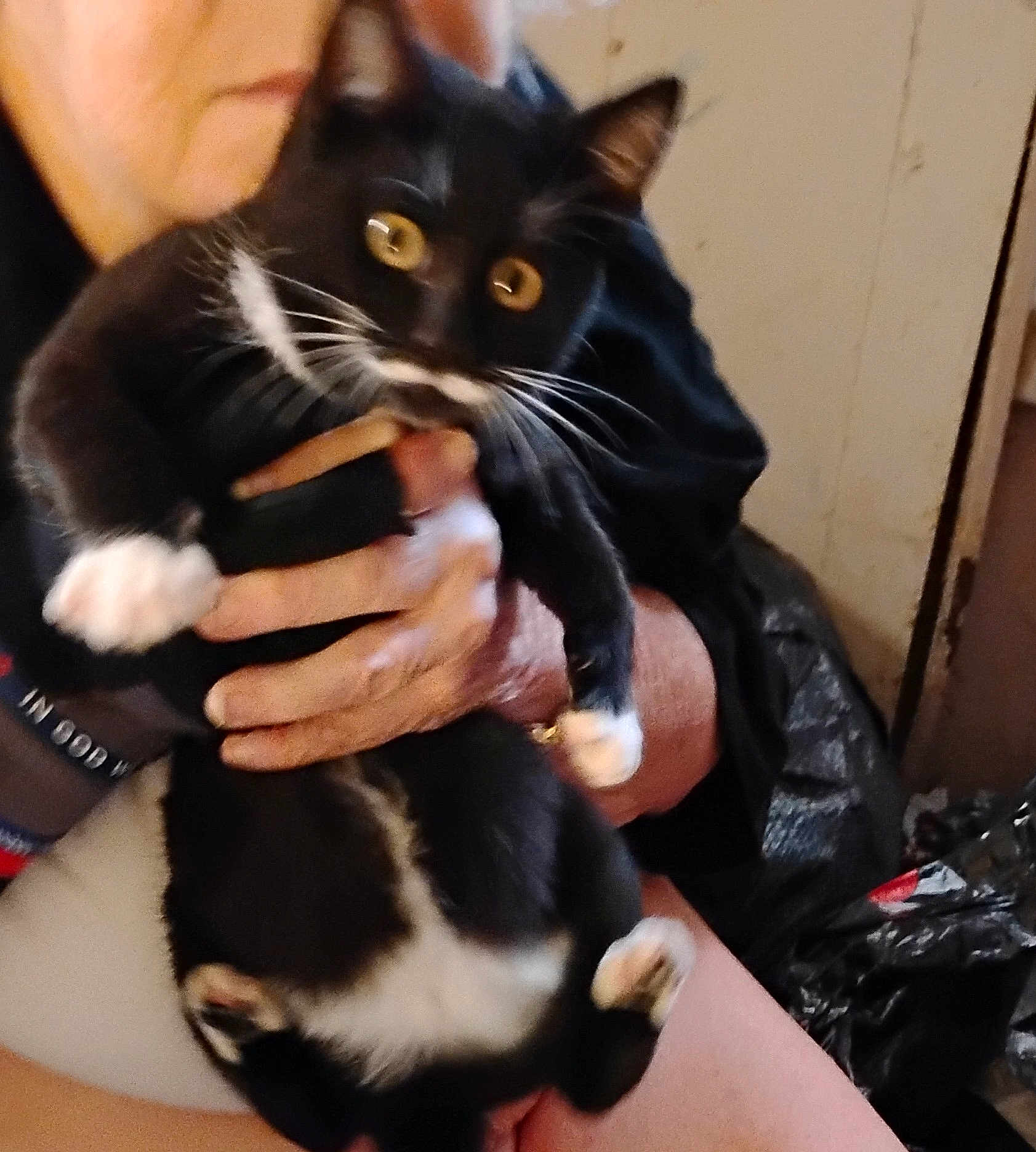 Mustache joined the competition — help win amazing prizes! black_and_white, blurred, casual, cat, claws, close_up, domestic_animal, face_partial, feline, fur, hand, holding, human_hand, indoor, indoor_lighting, paw, person, pet, sitting, whiskers