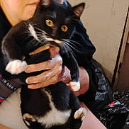 Luna is registered to the contest to win money with this photo: cat, black_cat, white_paws, person, hand, yellow_eyes, indoor, holding, pet, animal, curious, feline, whiskers, close_up, blurred, casual, domestic, companion, cute, furry