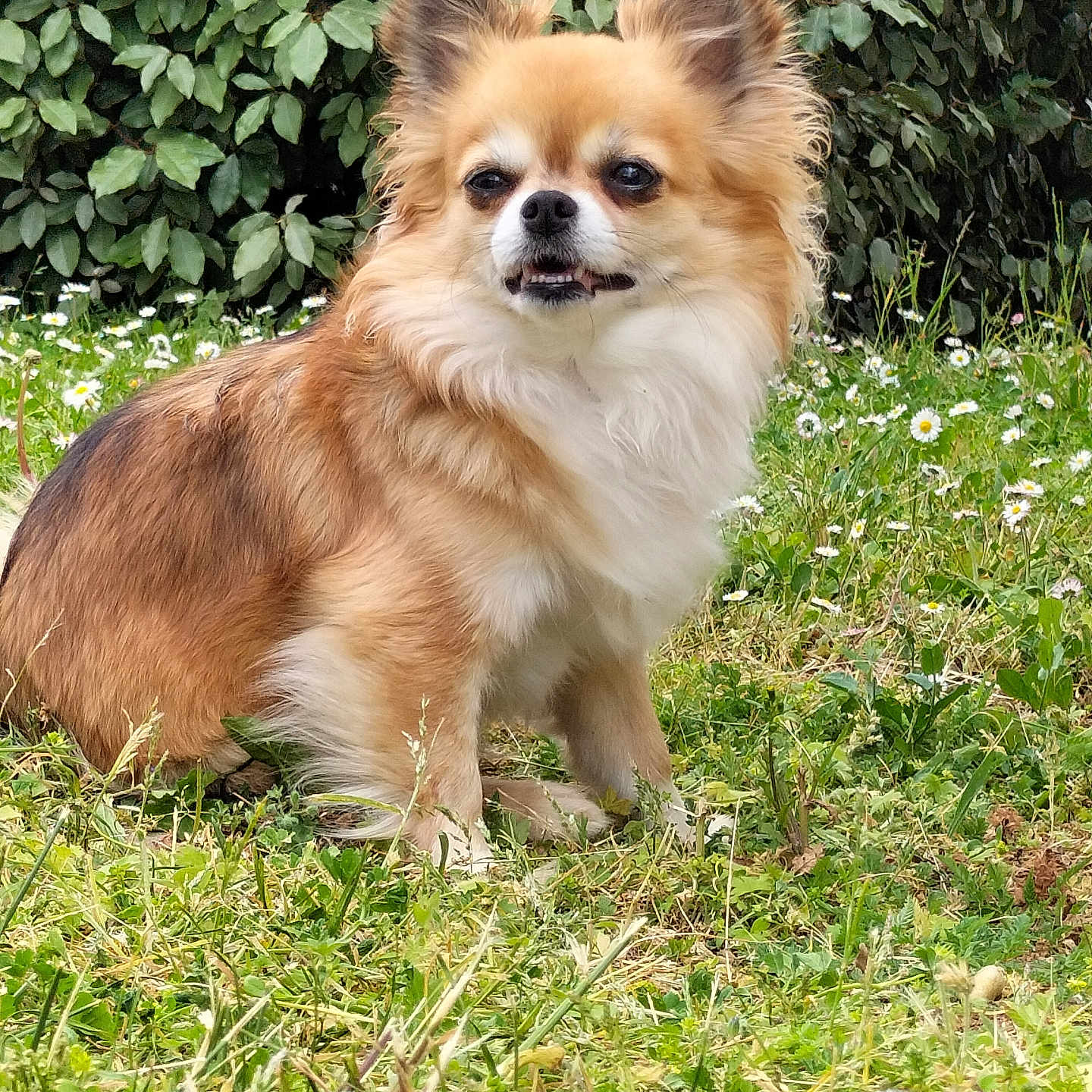 Okyna participe au concours pour gagner de l'argent avec cette photo : anemone, animal, canine, chihuahua, cockerspaniel, daisy, dog, field, flower, grass, grassland, herbal, herbs, lawn, nature, papillon, pet, plant, puppy, vegetation