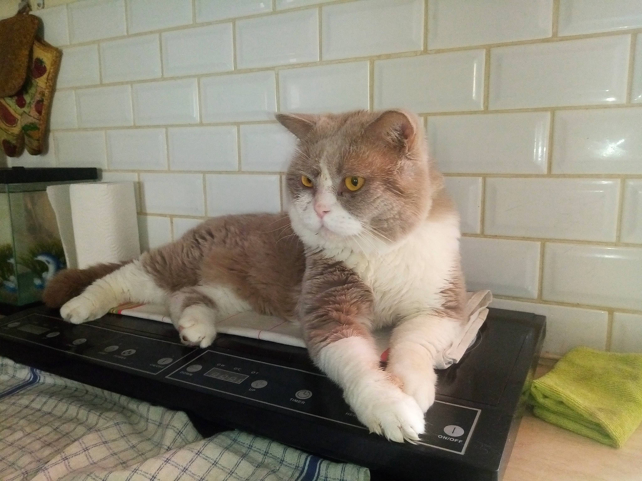 Manouk participe au concours pour gagner de l'argent avec cette photo : animal_shelter, box, carnivore, cat, cat_supply, claw, comfort, domestic_short_haired_cat, fawn, felidae, fur, laptop, paw, pet_supply, room, small_to_medium_sized_cats, snout, tail, touchpad, whiskers