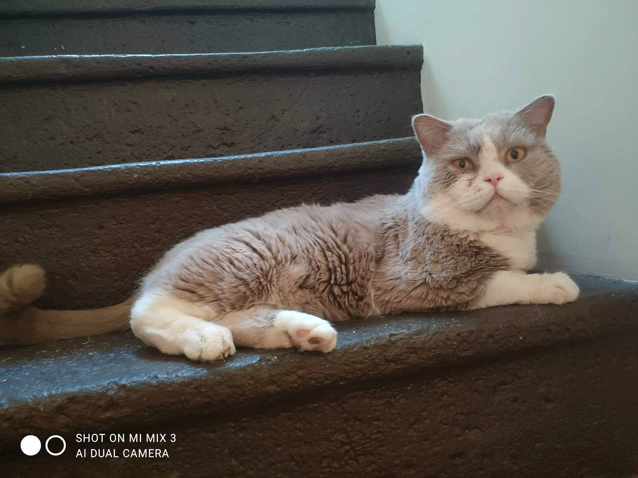 Manouk participe au concours pour gagner de l'argent avec cette photo : carnivore, cat, claw, comfort, domestic_short_haired_cat, eye, fawn, felidae, fur, grey, mammal, paw, road_surface, sitting, small_to_medium_sized_cats, tail, vertebrate, whiskers, window, wood