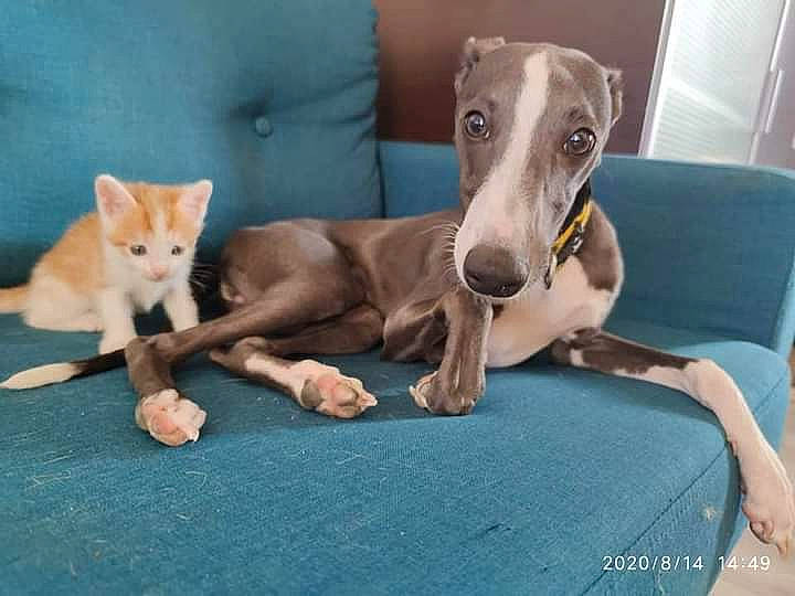 Rayanne participe au concours pour gagner de l'argent avec cette photo : canidae, carnivore, cat, collar, comfort, companion_dog, dog, dog_breed, dog_supply, felidae, greyhound, magyar_agar, mat, pet_supply, sighthound, small_to_medium_sized_cats, snout, whippet, whiskers, working_animal