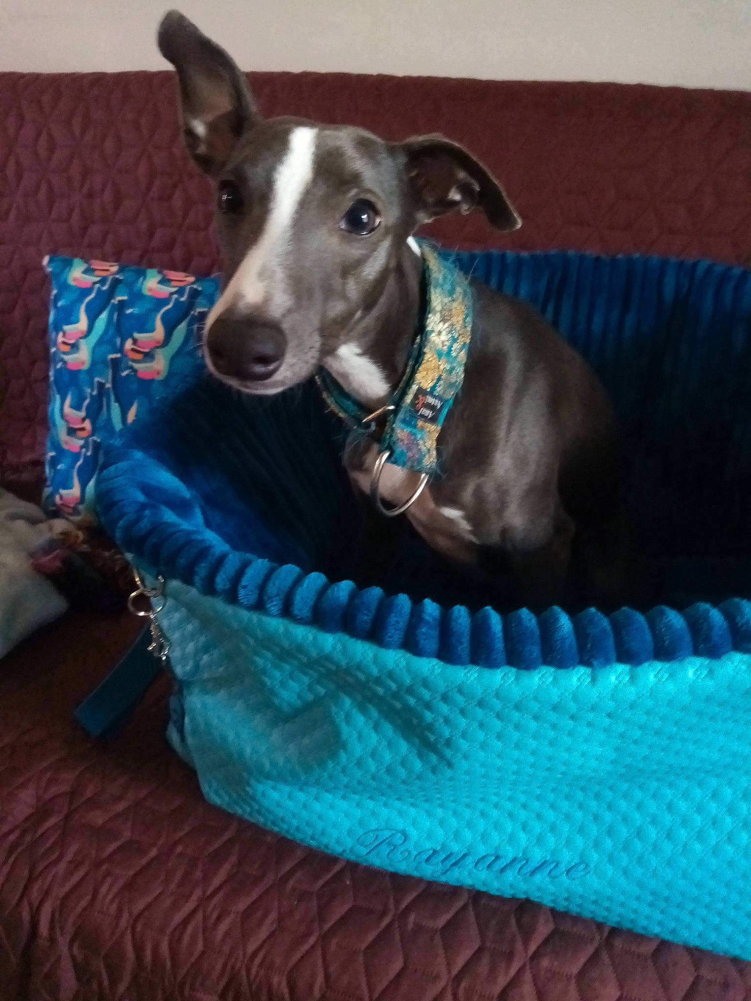 Rayanne participe au concours pour gagner de l'argent avec cette photo : aqua, blue, carnivore, collar, companion_dog, couch, dog, dog_breed, dog_collar, dog_supply, linens, liver, magyar_agar, pet_supply, rampur_greyhound, sighthound, snout, teal, turquoise, whippet